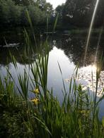 Gezocht koi karpers, Karper of Koi