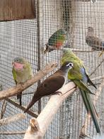 tamboerijnduif,bonte diamantduifjes,senegalduiven, Meerdere dieren, Overige soorten