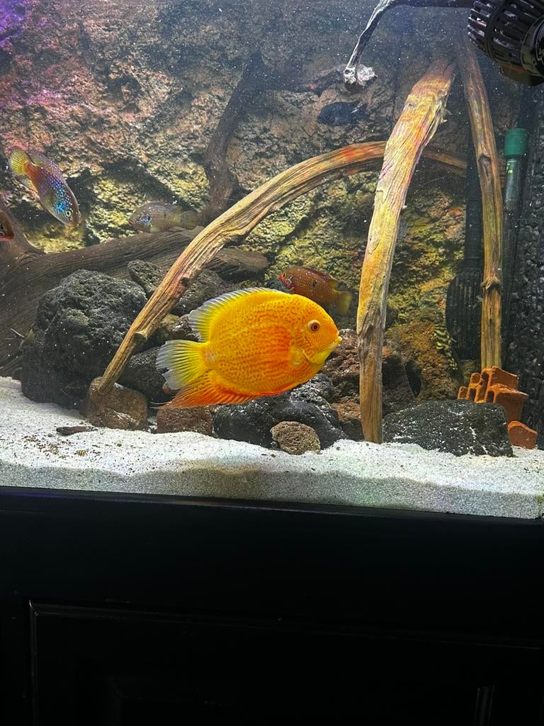 Gezocht. Heros red spotted, Vis