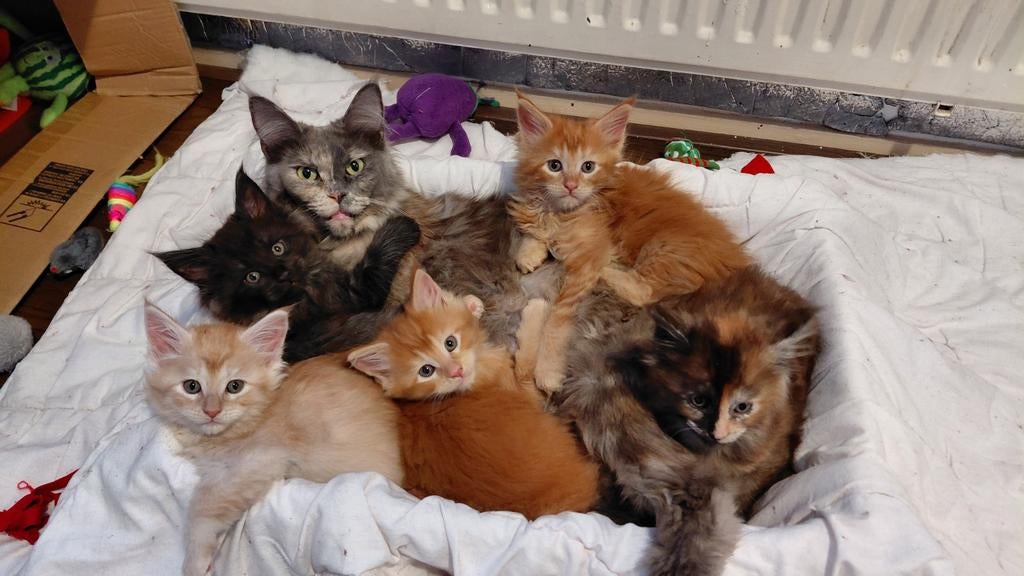 200% xl maine-coon tortie vrouwtjes kitten, Poes