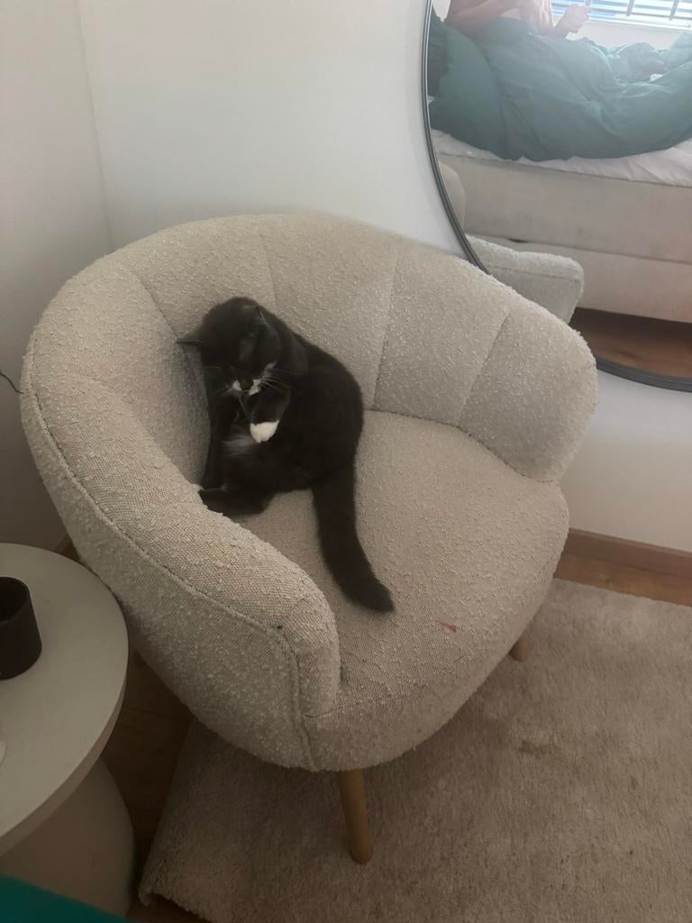 Kat, Dieren en Toebehoren, Katten en Kittens | Overige Katten, Kater