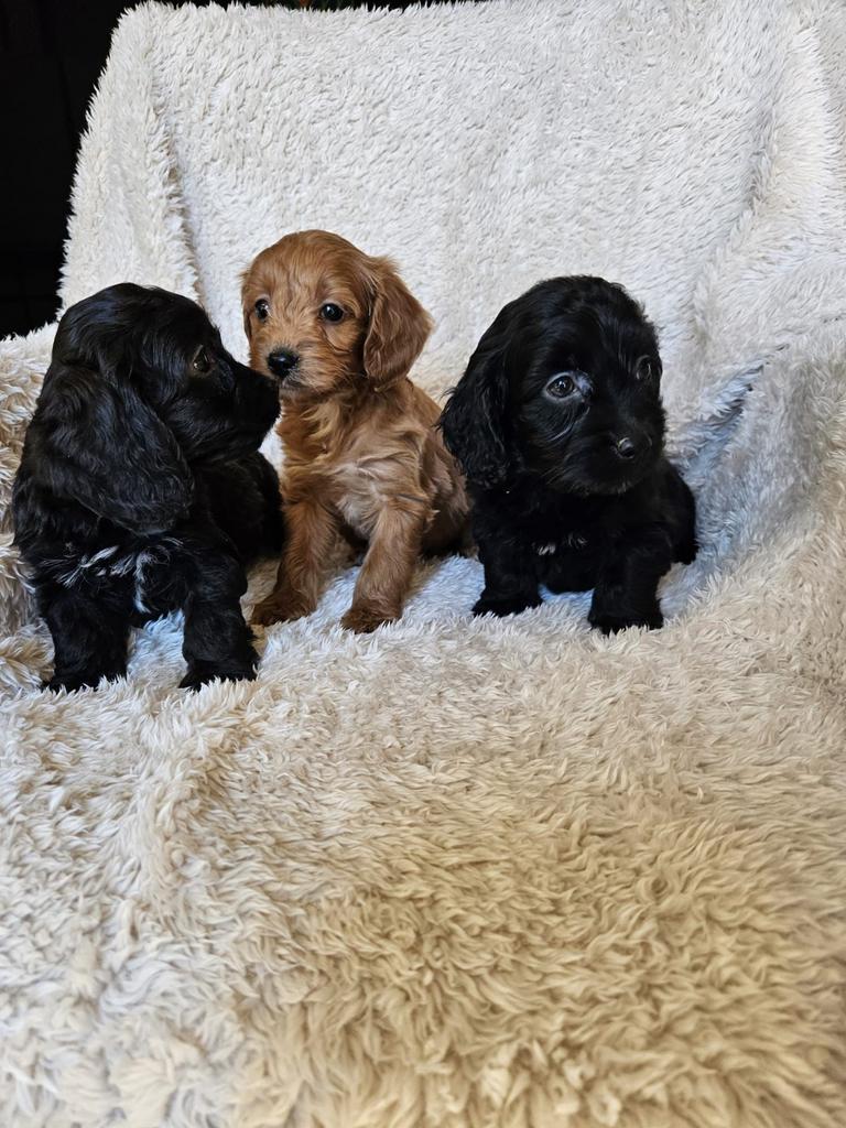 Cockapoo pups boomer, Dieren en Toebehoren, Overige rassen, 8 tot 15 weken, Meerdere, Meerdere dieren