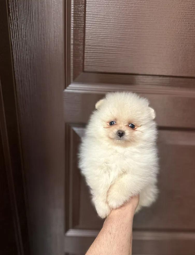 Prachtige Witte Pomeriaan Puppy (Reu) – 4 Maanden Oud, Dieren en Toebehoren, Honden | Poolhonden, Keeshonden en Oertypen, Parvo