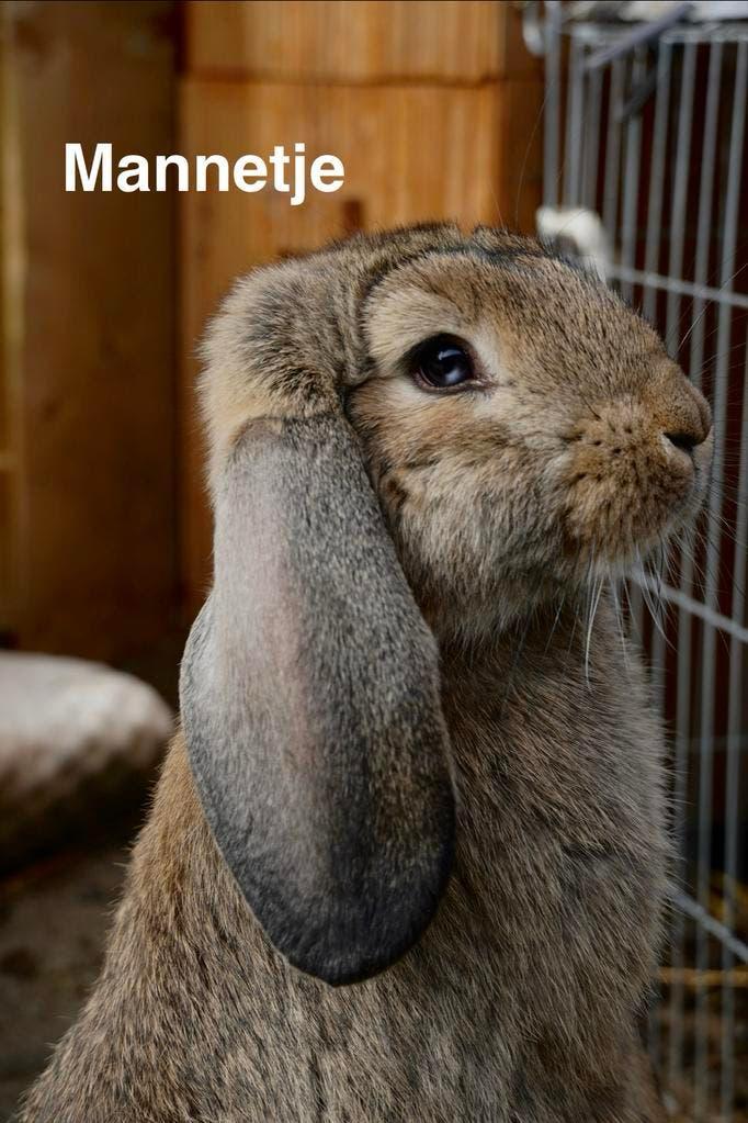 Franse hangoor konijnen, Meerdere dieren, Groot, Hangoor, 0 tot 2 jaar