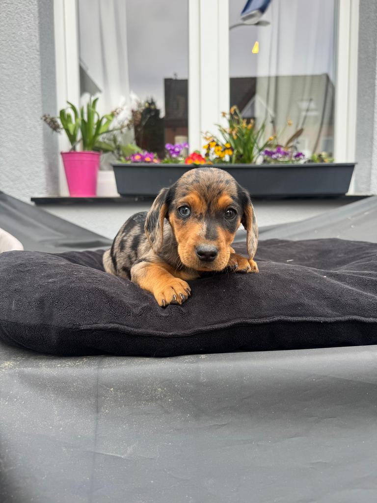 Dwerg Teckel pups, Puppy, teckel, Dieren en Toebehoren, Honden | Teckels en Dashonden, Parvo, Fokker | Hobbymatig, 8 tot 15 weken