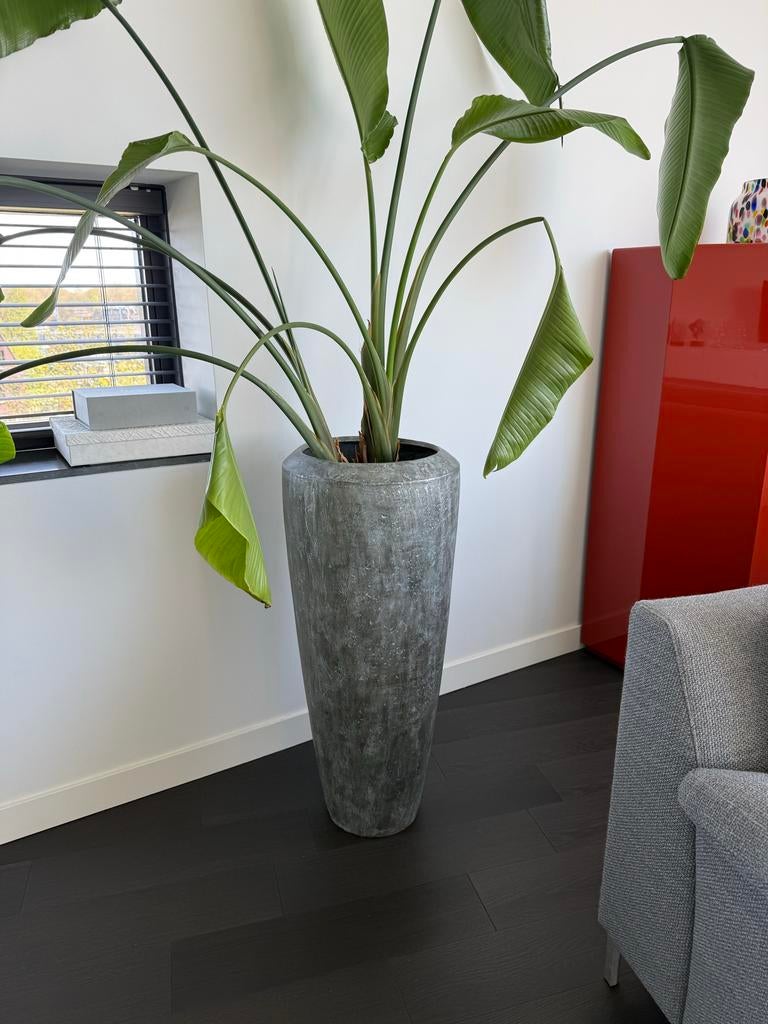 Grote plantenpot voor binnen, Tuin en Terras, Bloempotten, Overige materialen, Gebruikt, Rond, Binnen