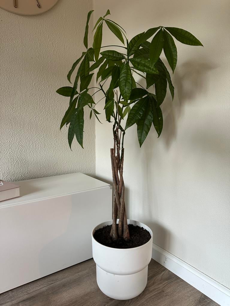 Pachira Aquatica inclusief witte pot, Huis en Inrichting, Kamerplanten, Ophalen, Halfschaduw