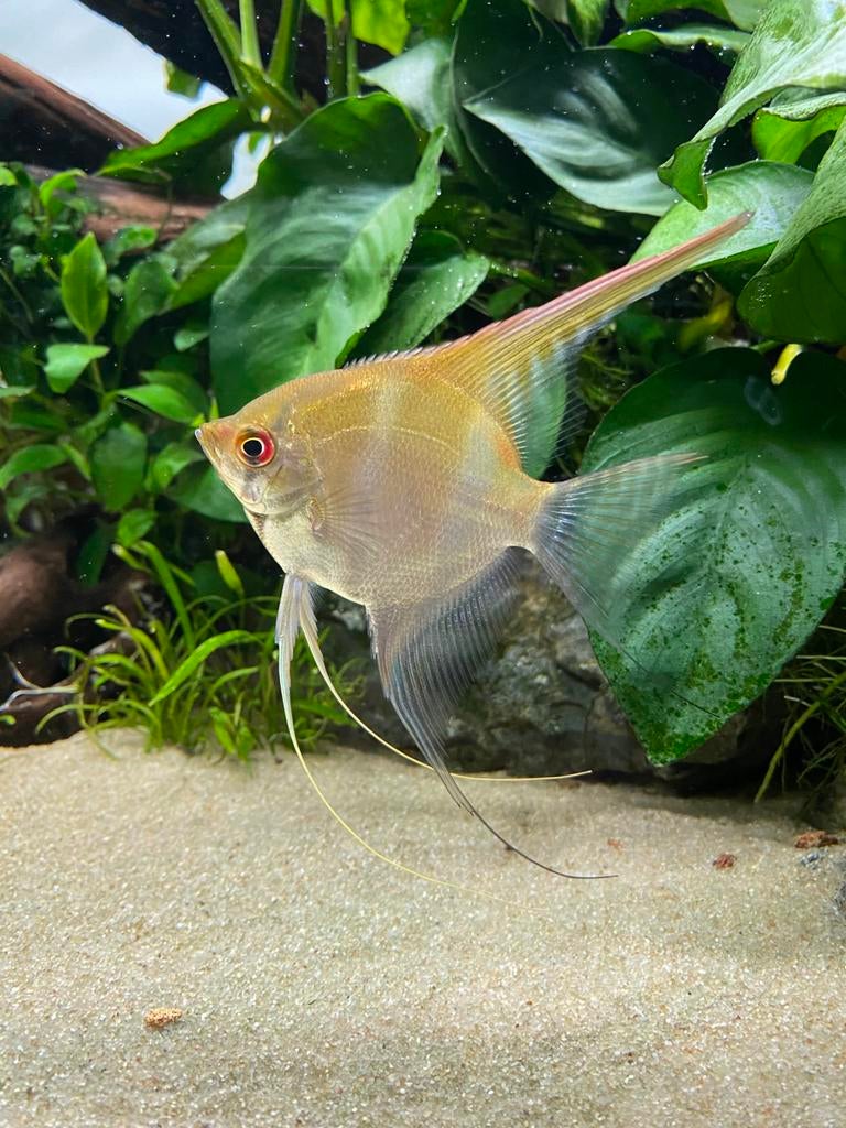 Volledig vissenbestand, Ophalen, Gevuld zoetwateraquarium