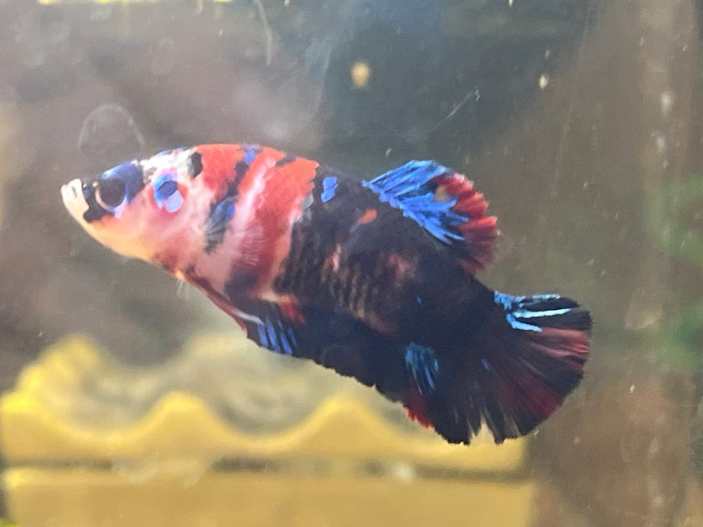 Betta splendens koi galaxy  mannen, Dieren en Toebehoren, Vissen | Aquariumvissen, Vis, Zoetwatervis