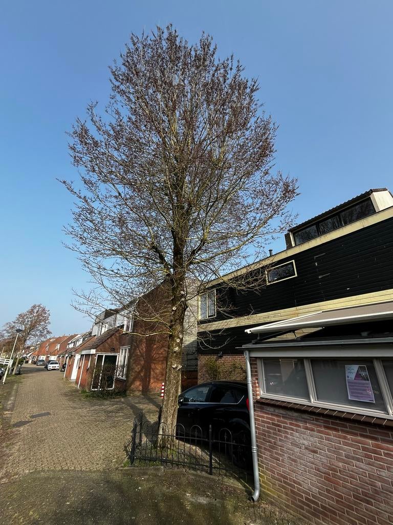 Gratis hout wegens kappen boom, Tuin en Terras, Haardhout, Stammen, Overige houtsoorten, 6 m³ of meer, Ophalen