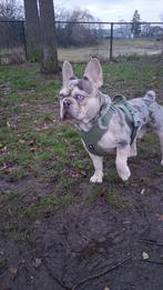 Dekreu lilac ten merle blauwe ogen met stamboom, Dieren en Toebehoren, Meerdere dieren, Met stamboom, 0 tot 2 jaar