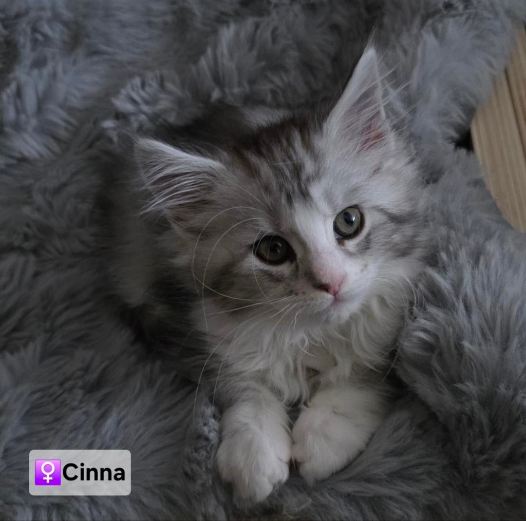 Maine Coon kittens met stamboom, ouders uitgebreid getest, Dieren en Toebehoren, Meerdere dieren, Met stamboom, 0 tot 2 jaar