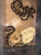 4 prachtige en lieve koningspythons, Slang, Met terrarium, 0 tot 2 jaar