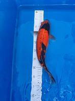 Japanse koi Goshiki 44cm female, Karper of Koi