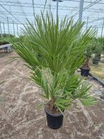 Palm, Chamaerops humilis, winterhard, Ophalen of Verzenden, Gehele jaar, Volle zon