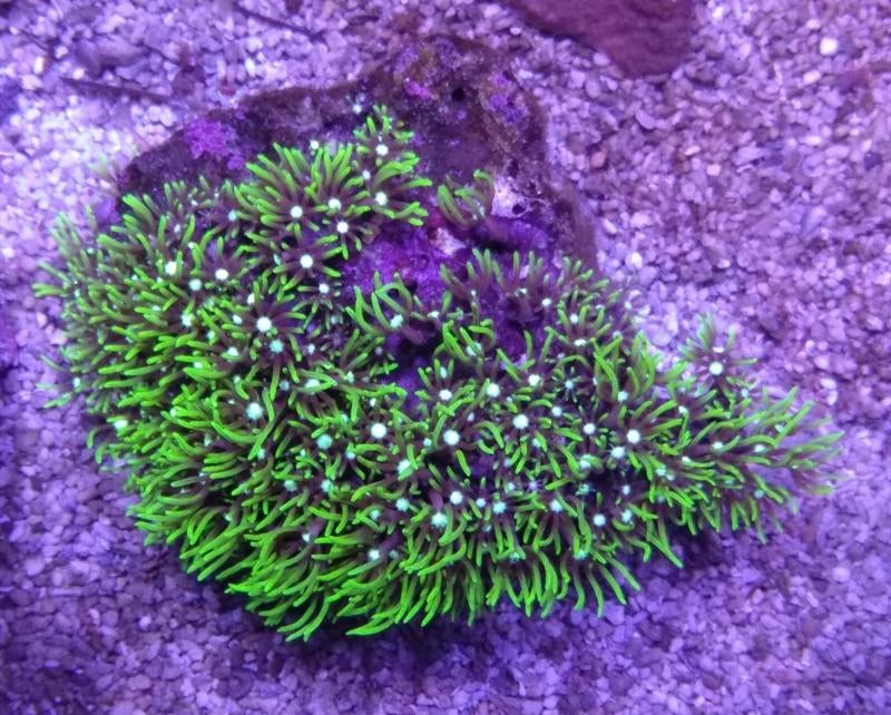 Sterpoliep koraal, Dieren en Toebehoren, Overige typen