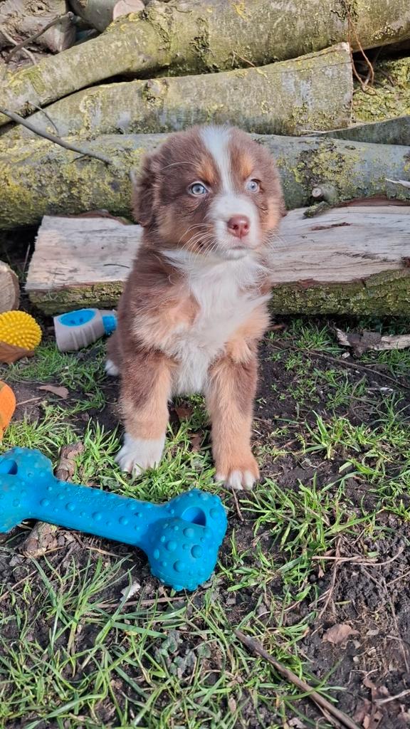 Schitterende Australian Shepherd pups, Dieren en Toebehoren, Honden | Herdershonden en Veedrijvers, Meerdere dieren, Herder, Fokker | Professioneel