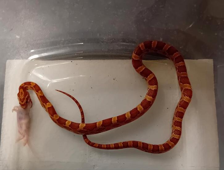 Rattenslang nk 25 vrouw Rat Snake - female for sale from Jacco