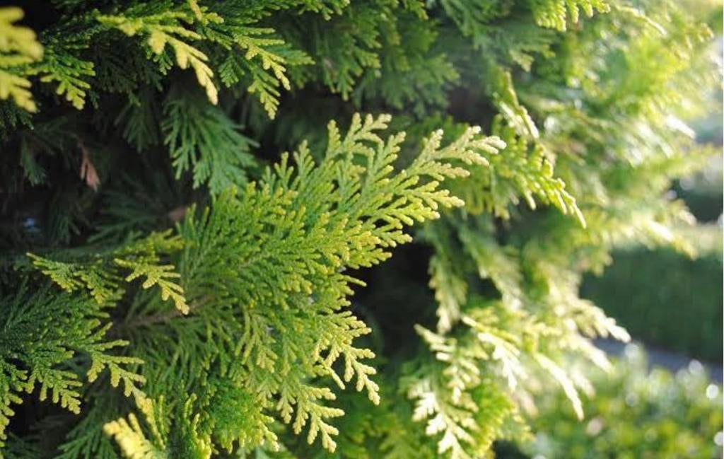 50 coniferen 125-150, Tuin en Terras, Planten | Struiken en Hagen, Ophalen of Verzenden, Conifeer, 100 tot 250 cm