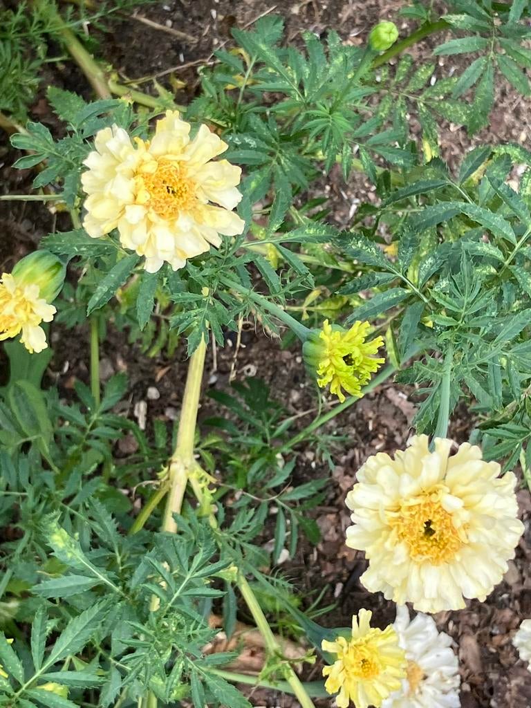 Zaden Tagetes erecta , Ivory of oranje, Ophalen of Verzenden, Voorjaar, Volle zon, Zaad