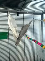 Valkparkieten koppel, Dieren en Toebehoren, Meerdere dieren, Parkiet