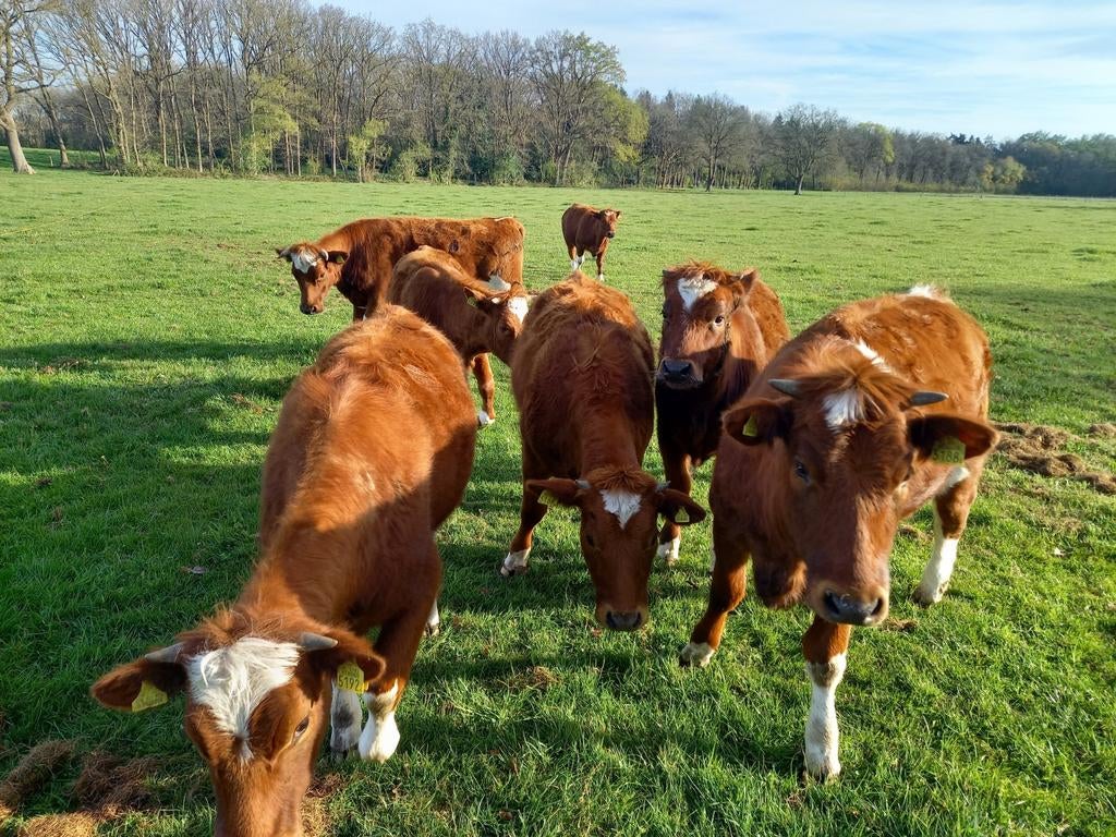 Brandrode punken, Dieren en Toebehoren, Runderen, Vrouwelijk
