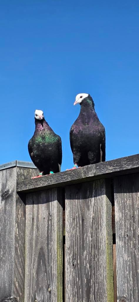 Rijnslandse ringslager, Meerdere dieren, Overige soorten