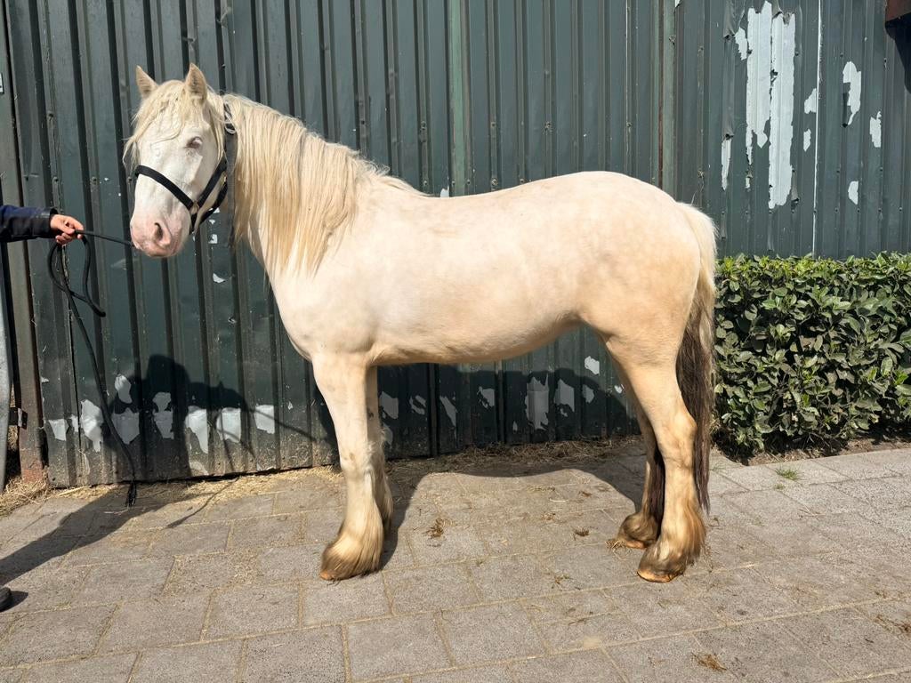 Cremello Irish Cob merrie 3 jaar oud, Merrie