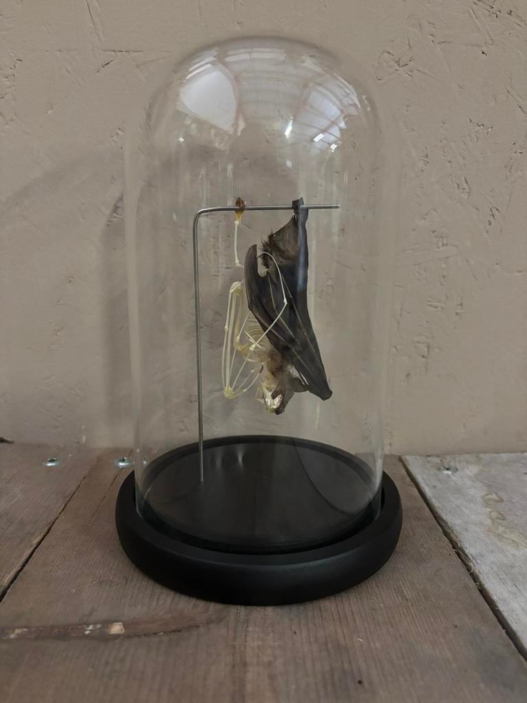 Mooie stolp met een vleermuis (half skelet), Verzamelen, Dierenverzamelingen, Nieuw, Opgezet dier, Overige soorten, Ophalen of Verzenden