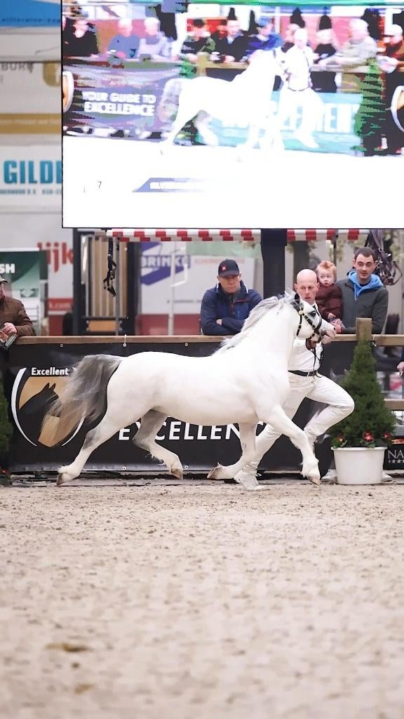 3 jarige welsh secie A hengst, Hengst, A pony (tot 1.17m), Met stamboom, 0 tot 2 jaar