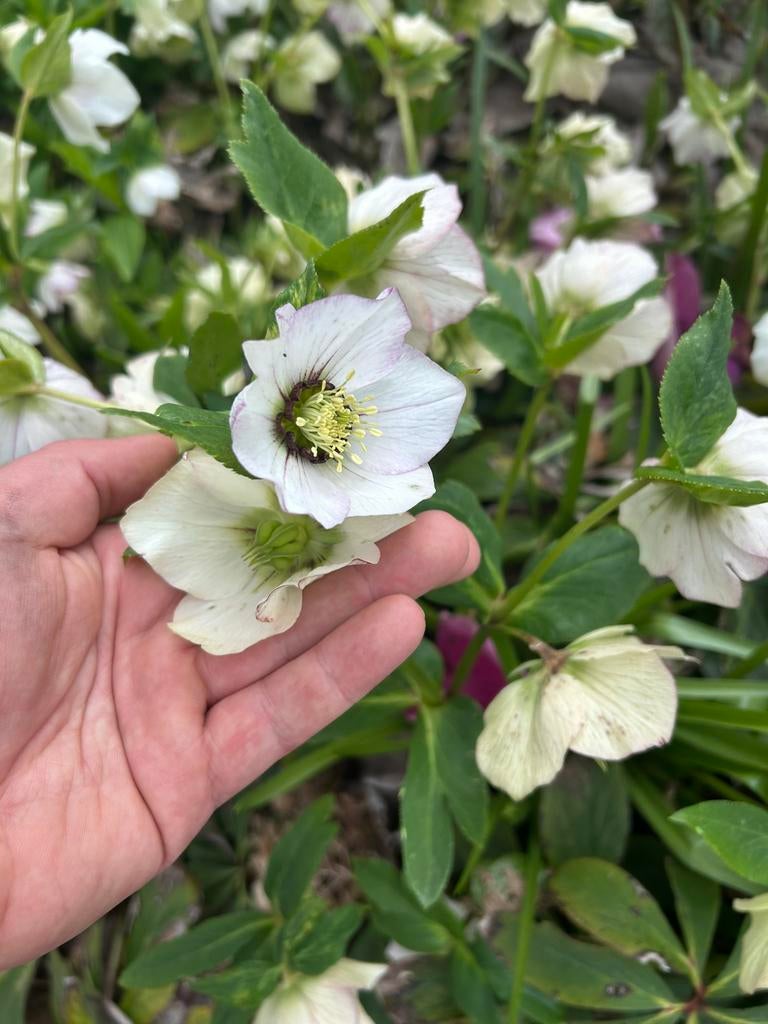 Een aantal grote stukken helleborus, Tuin en Terras, Ophalen, Volle zon, Knol