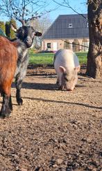 Twee varkentjes vrouwtjes zoeken nieuw thuis, Vrouwelijk, Varken, 0 tot 2 jaar