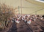 Bonte Leghorn leghennen te koop., Vrouwelijk, Kip