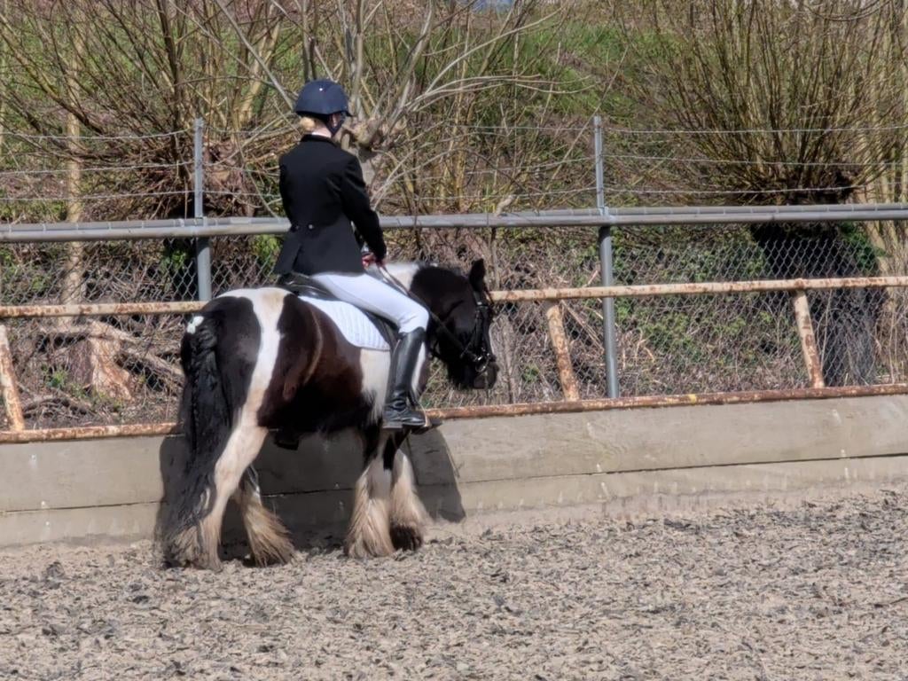 Verzorg pony gezocht!, Ophalen of Verzenden, Nieuw