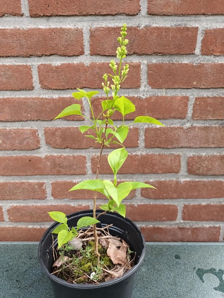 Sering met witte pluim, Ophalen, Overige soorten, Struik, Minder dan 100 cm