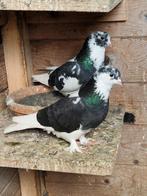 Takla duiven, Meerdere dieren, Postduif