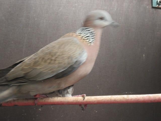 Gezocht duivin grote parelhalsband tortel, Vrouwelijk, Kropper