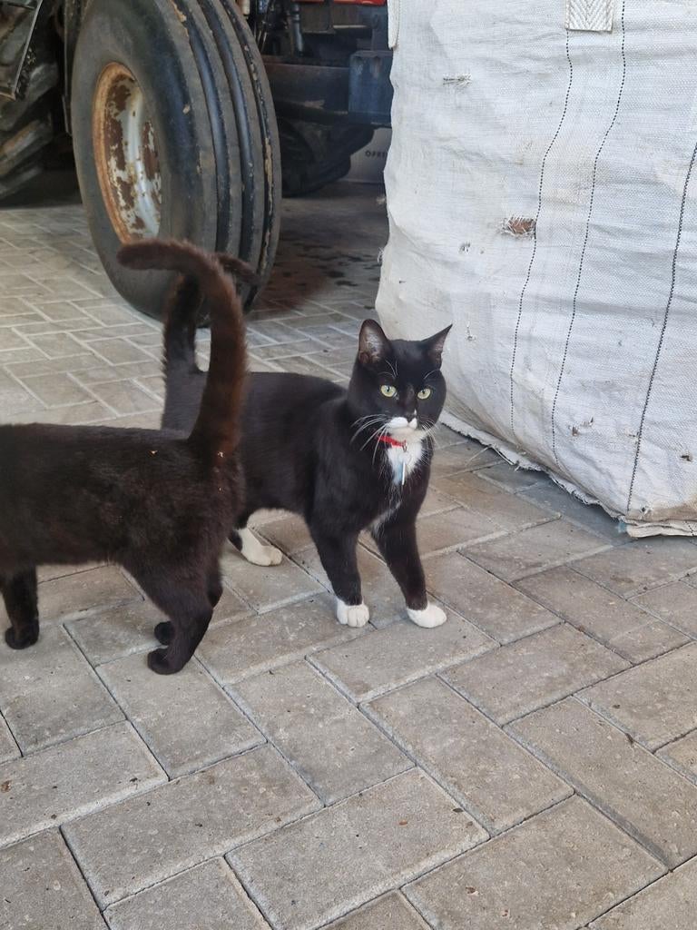 2 lieve katten, Dieren en Toebehoren, Katten en Kittens | Overige Katten, Meerdere dieren