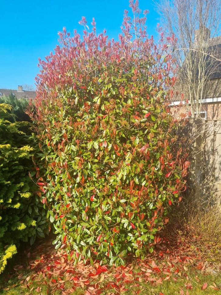 Glansmispel "Red Robin", Tuin en Terras, Planten | Struiken en Hagen, Overige soorten, 100 tot 250 cm, Ophalen