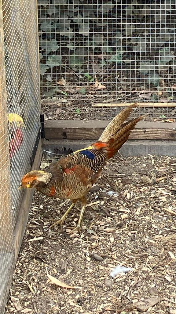 Goudfazant, Mannelijk, Overige soorten