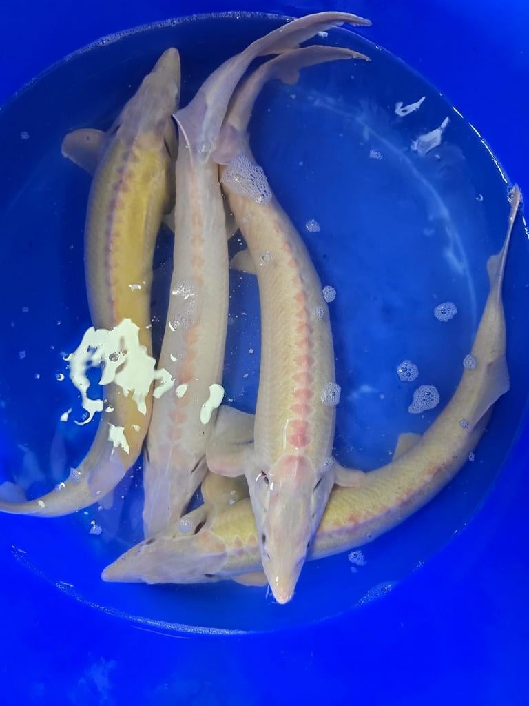 Albino Blauwoog 65-70cm, Karper of Koi