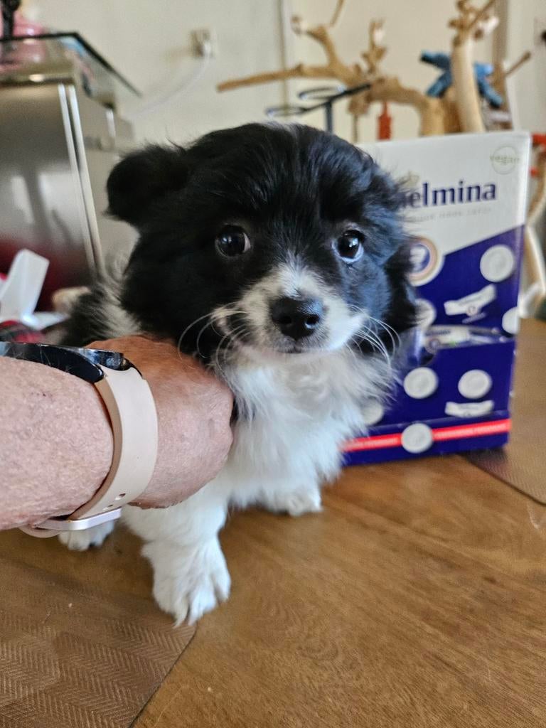 VLINDER  hondje teefje 8 weken  oud, Dieren en Toebehoren, Overige rassen, 8 tot 15 weken, Teef, Eén hond