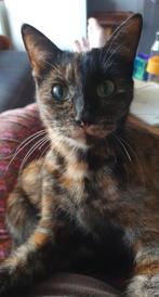 Poes Mijnie zoekt huisje, Poes, Kortharig, 3 tot 5 jaar