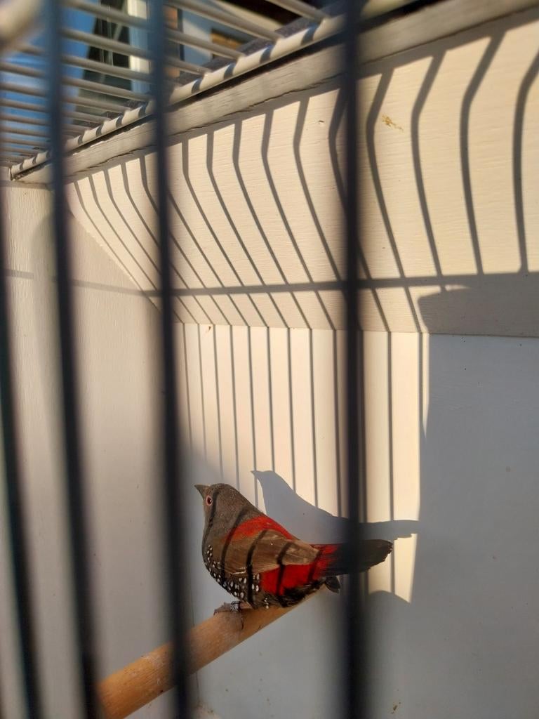 Dybowski astrilde man, Dieren en Toebehoren, Vogels | Overige Vogels, Mannelijk