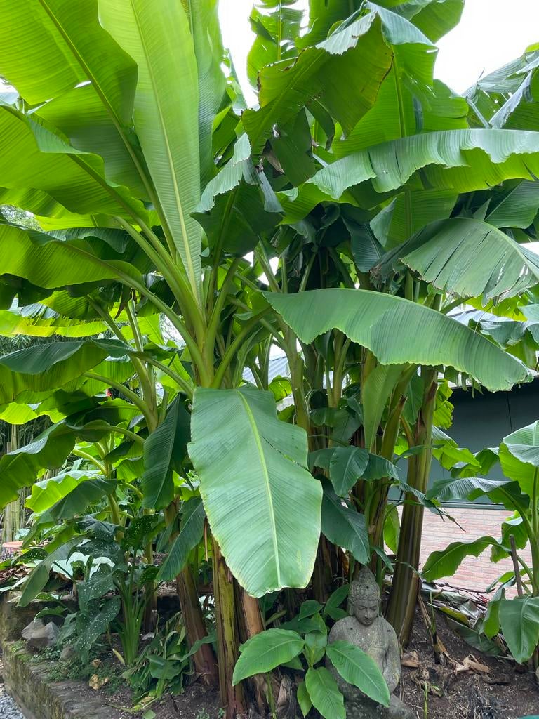 Winterharde bananen planten te koop, Overige soorten, 100 tot 250 cm, Zomer, Ophalen