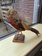 Opgezette Goudfazant Goud Fazant, Ophalen of Verzenden, Vogel, Opgezet dier