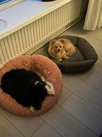 Verwacht 3 pups van deze lieve honden, Ophalen of Verzenden, Zo goed als nieuw, Overige