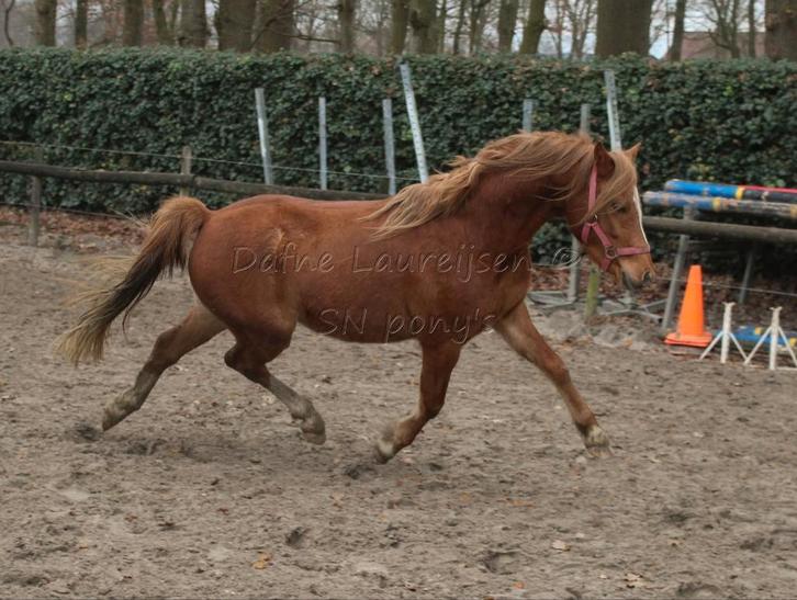 🩵 3 jarige welsh C pony ruin 🩵, Dieren en Toebehoren, Pony's, Ruin, Onbeleerd, C pony (1.27m tot 1.37m), 3 tot 6 jaar, Met stamboom