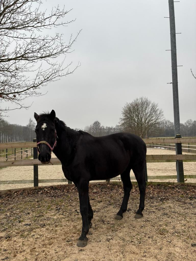 Bijrijder/verzorger gezocht voor deze lieve ruin, Dieren en Toebehoren, Paarden en Pony's | Overige Paardenspullen, Ophalen of Verzenden