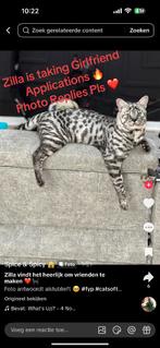 Serval Savannah zilver gezocht!, Dieren en Toebehoren, Katten en Kittens | Overige Katten, Poes, Kortharig, 0 tot 2 jaar